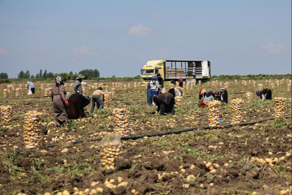 Fiyatı 7 liraya kadar geriledi! Alan yok... Ürünler tarlada kaldı Fiyatı 7 liraya kadar geriledi! Alan yok... Ürünler tarlada kaldı - 1. Resim