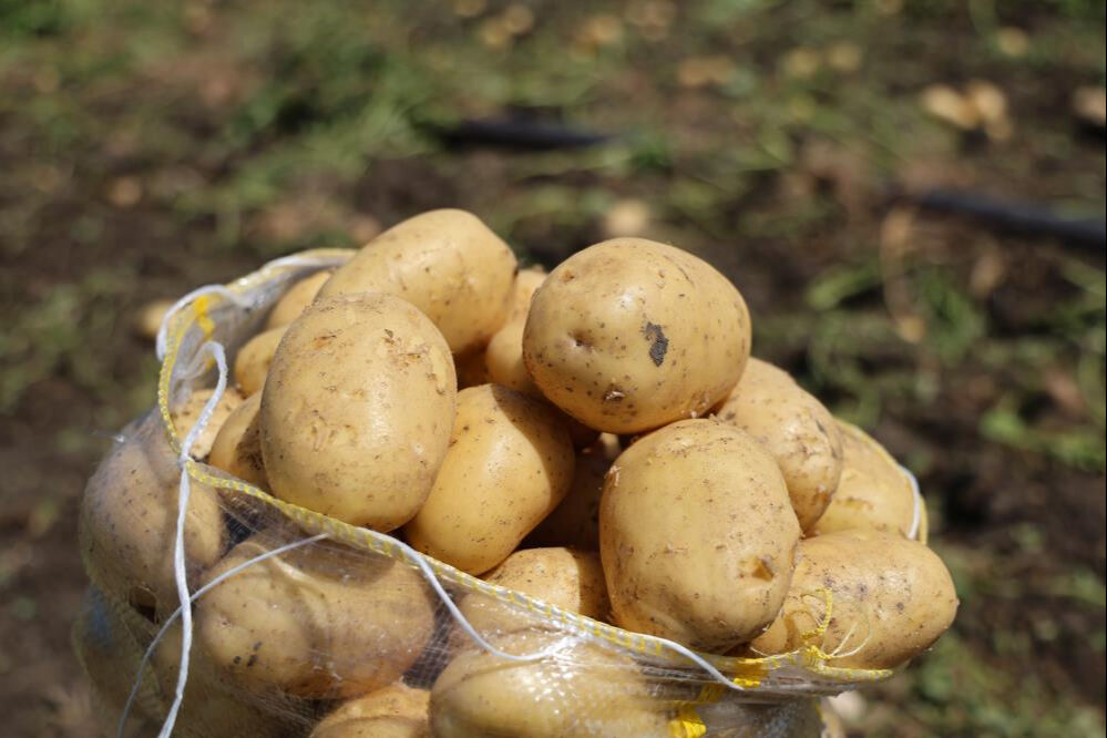 Fiyatı 7 liraya kadar geriledi! Alan yok... Ürünler tarlada kaldı Fiyatı 7 liraya kadar geriledi! Alan yok... Ürünler tarlada kaldı - 6. Resim