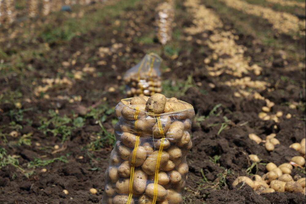Fiyatı 7 liraya kadar geriledi! Alan yok... Ürünler tarlada kaldı Fiyatı 7 liraya kadar geriledi! Alan yok... Ürünler tarlada kaldı - 2. Resim