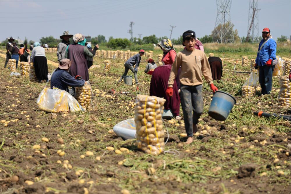 Fiyatı 7 liraya kadar geriledi! Alan yok... Ürünler tarlada kaldı Fiyatı 7 liraya kadar geriledi! Alan yok... Ürünler tarlada kaldı - 4. Resim