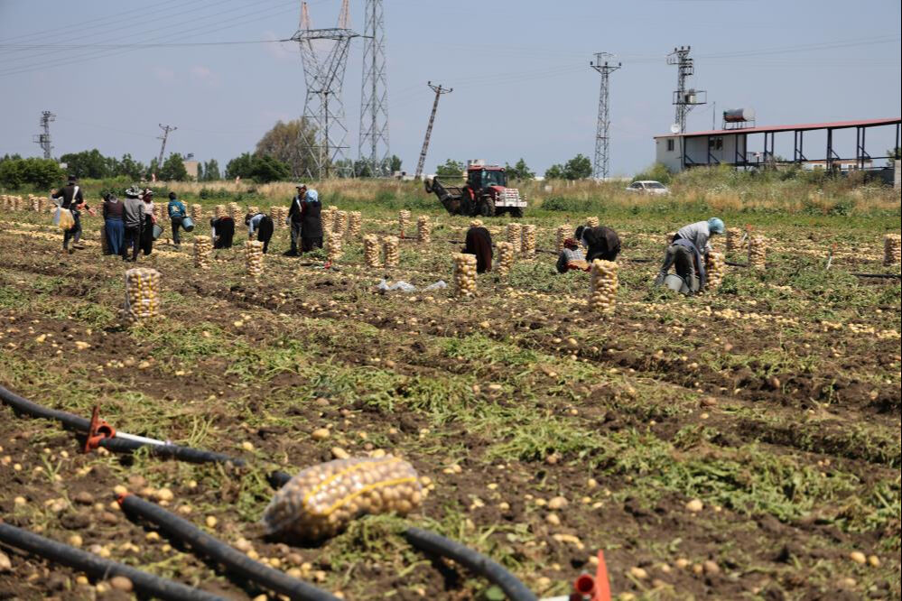Fiyatı 7 liraya kadar geriledi! Alan yok... Ürünler tarlada kaldı Fiyatı 7 liraya kadar geriledi! Alan yok... Ürünler tarlada kaldı - 5. Resim