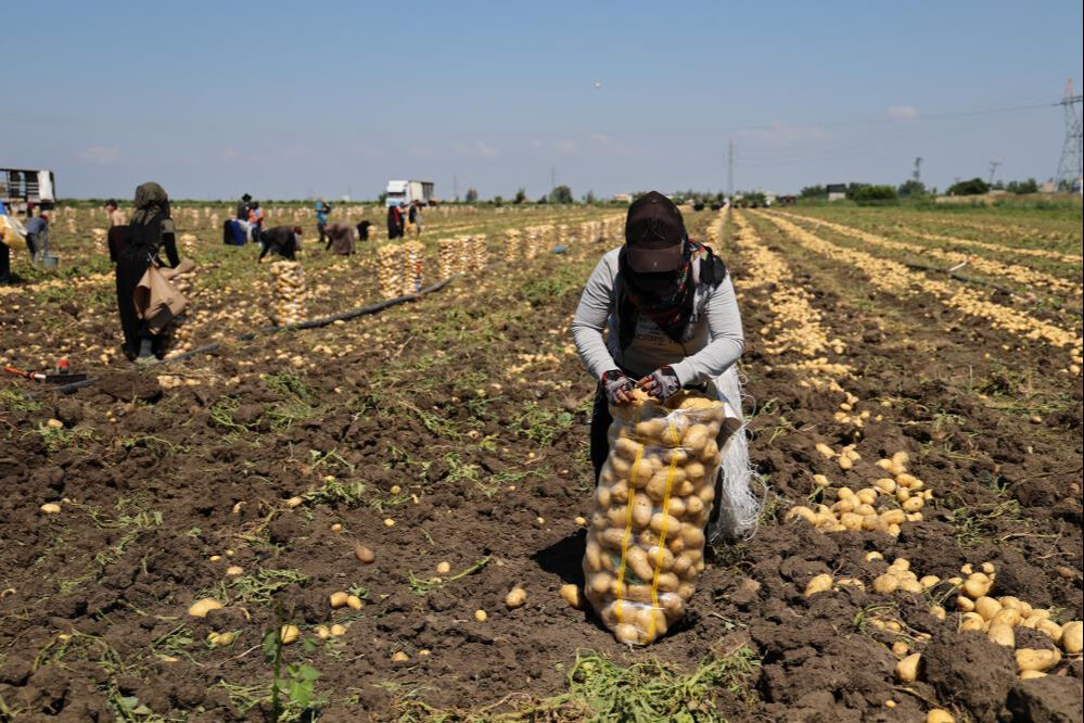 Fiyatı 7 liraya kadar geriledi! Alan yok... Ürünler tarlada kaldı Fiyatı 7 liraya kadar geriledi! Alan yok... Ürünler tarlada kaldı - 3. Resim