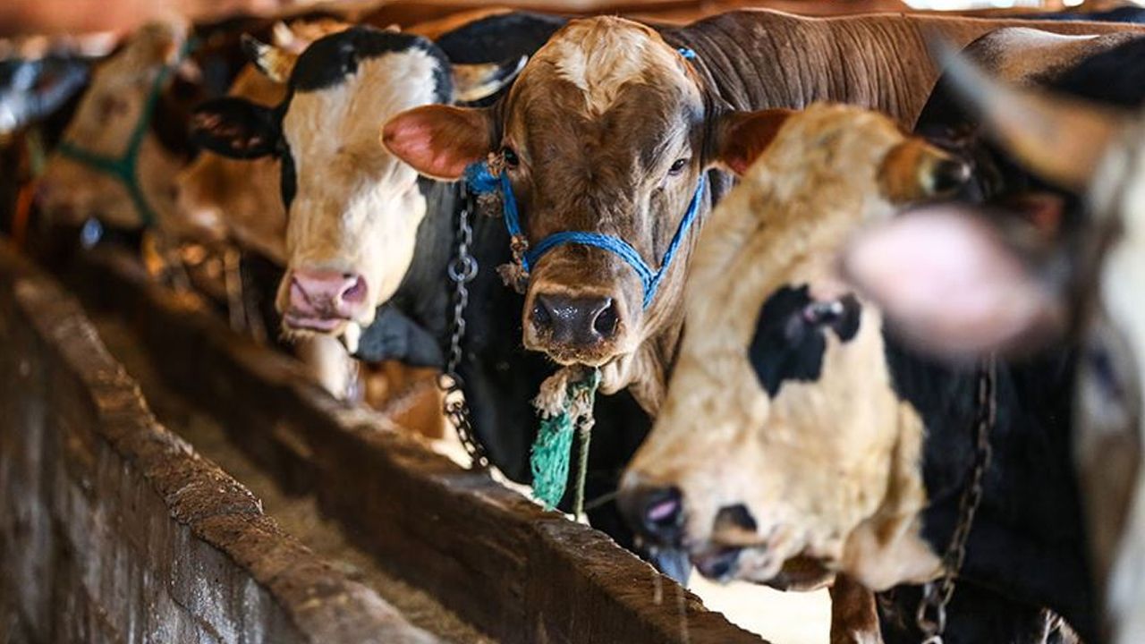 Kurban Bayramı bilançosu belli oldu! 3 milyonun üzerinde kurbanlık satıldı Kurban Bayramı bilançosu belli oldu! 3 milyonun üzerinde kurbanlık satıldı