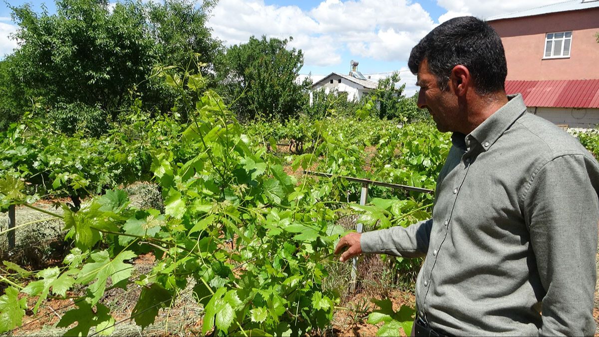 Yaprak sarma pahalıya mal olacak! Zirai don üzümü vurdu, üretici yaprağa bel bağladı Yaprak sarma pahalıya mal olacak! Zirai don üzümü vurdu, üretici yaprağa bel bağladı - 1. Resim
