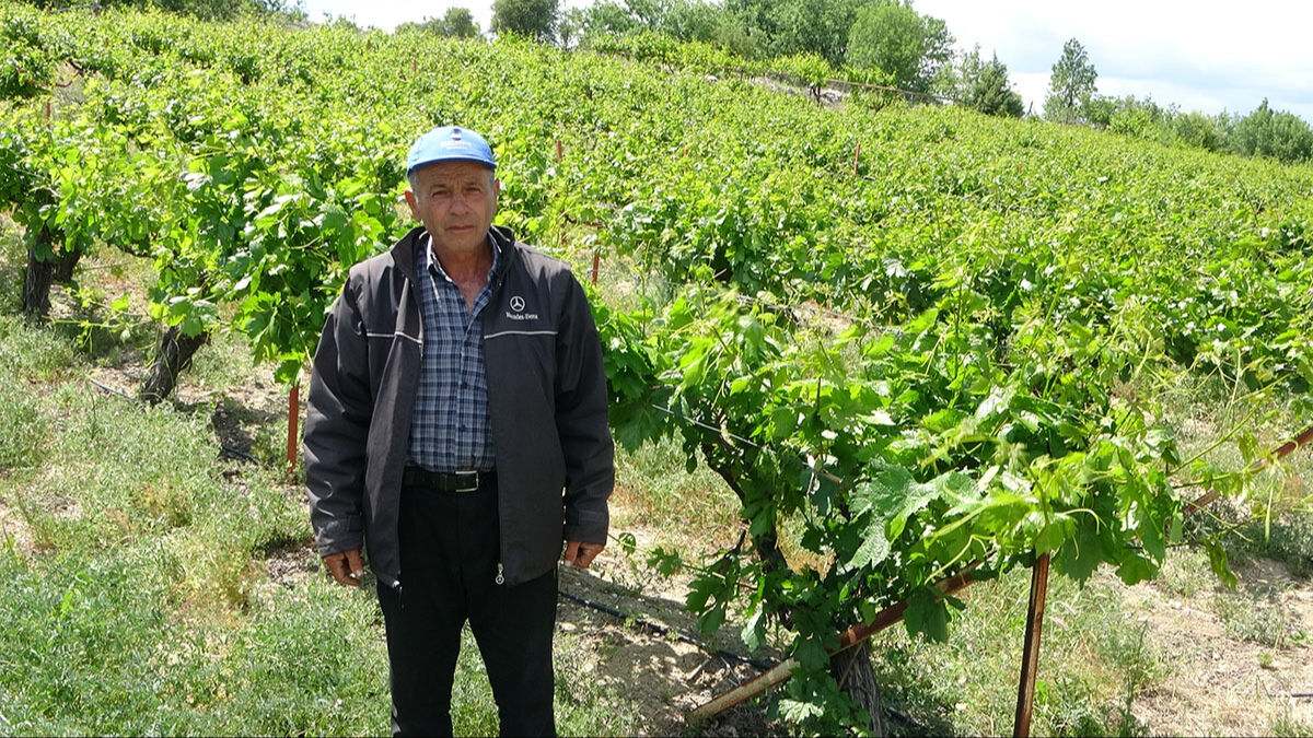 Yaprak sarma pahalıya mal olacak! Zirai don üzümü vurdu, üretici yaprağa bel bağladı Yaprak sarma pahalıya mal olacak! Zirai don üzümü vurdu, üretici yaprağa bel bağladı - 2. Resim