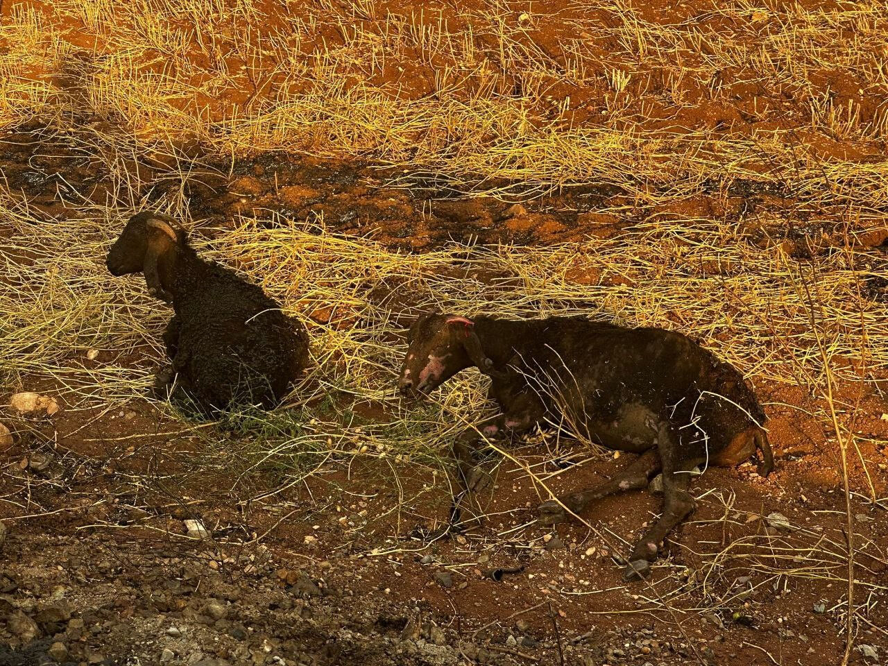 Araban Ovası kan ağlıyor! Çiftçi kabusu yaşadı, 6 tarla kül oldu Araban Ovası kan ağlıyor! Çiftçi kabusu yaşadı, 6 tarla kül oldu - 2. Resim
