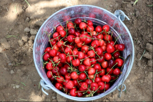 Avrupa’dan yoğun talep görüyor! Kilosu 300 lira: Bu sezon tam 300 ton… Avrupa’dan yoğun talep görüyor! Kilosu 300 lira: Bu sezon tam 300 ton… - 1. Resim