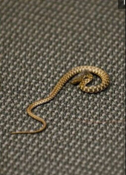 Bosna Hersek Meclis oturumuna yılan engeli! Yetkililer harekete geçti Bosna Hersek Meclis oturumuna yılan engeli! Yetkililer harekete geçti - 1. Resim