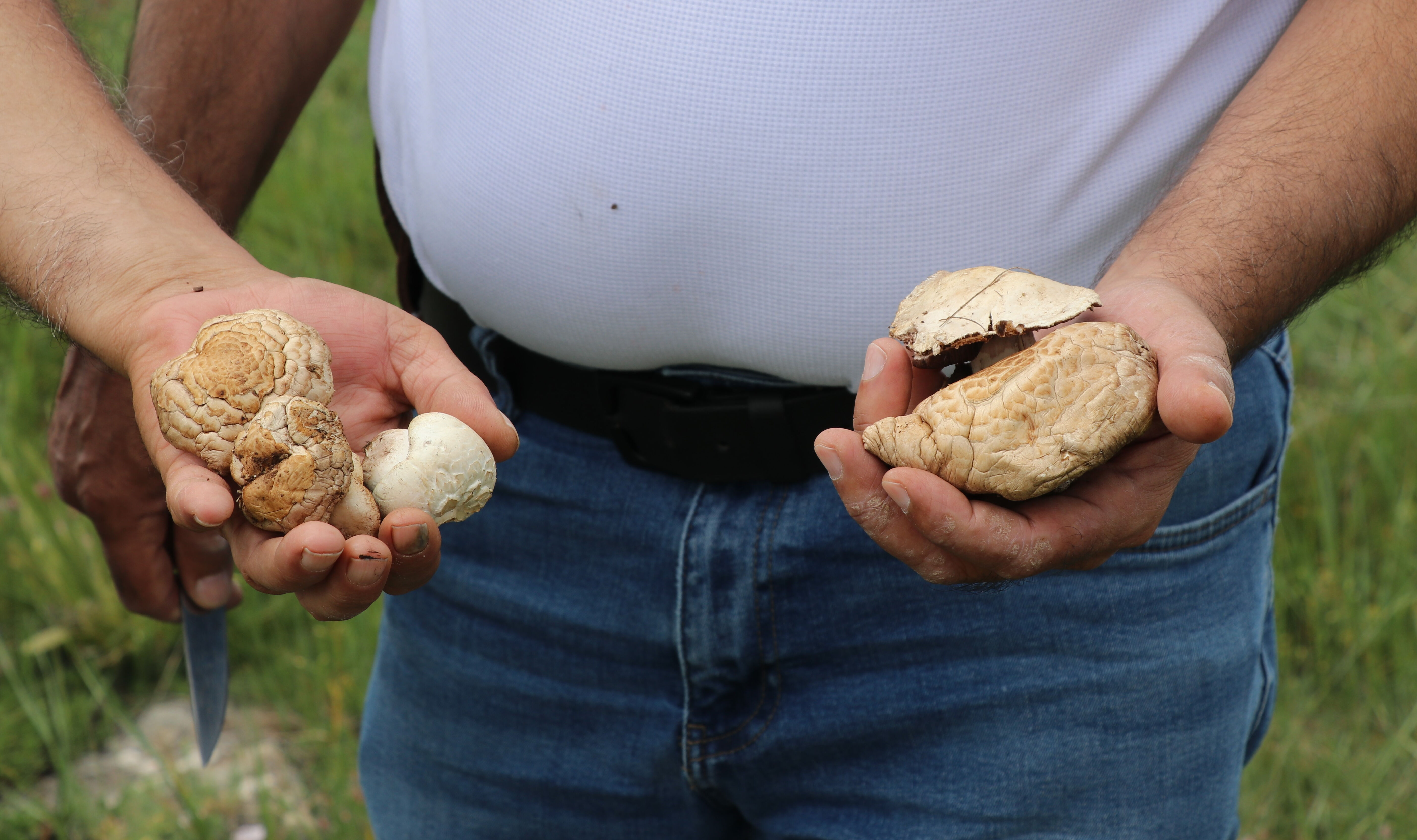 Hem doğal hem ekonomik! Kendiliğinden yetişiyor, protein kaynağı etin yerini alacak Hem doğal hem ekonomik! Kendiliğinden yetişiyor, protein kaynağı etin yerini alacak - 1. Resim