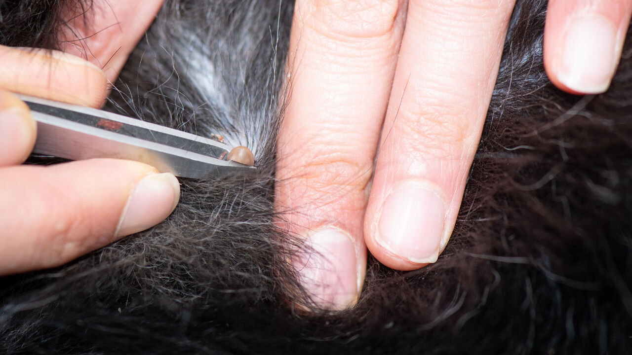 Kene ısırması belirtileri neler, kene öldürür mü, nasıl çıkarılır? Kırım Kongo Kanamalı Ateşi (KKKA) Kene ısırması belirtileri neler, kene öldürür mü, nasıl çıkarılır? Kırım Kongo Kanamalı Ateşi (KKKA) - 2. Resim