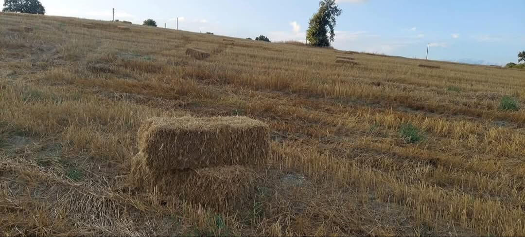 Selendi'de 2025 yılı biçer-döver ücretleri belli oldu Selendi'de 2025 yılı biçer-döver ücretleri belli oldu - 1. Resim