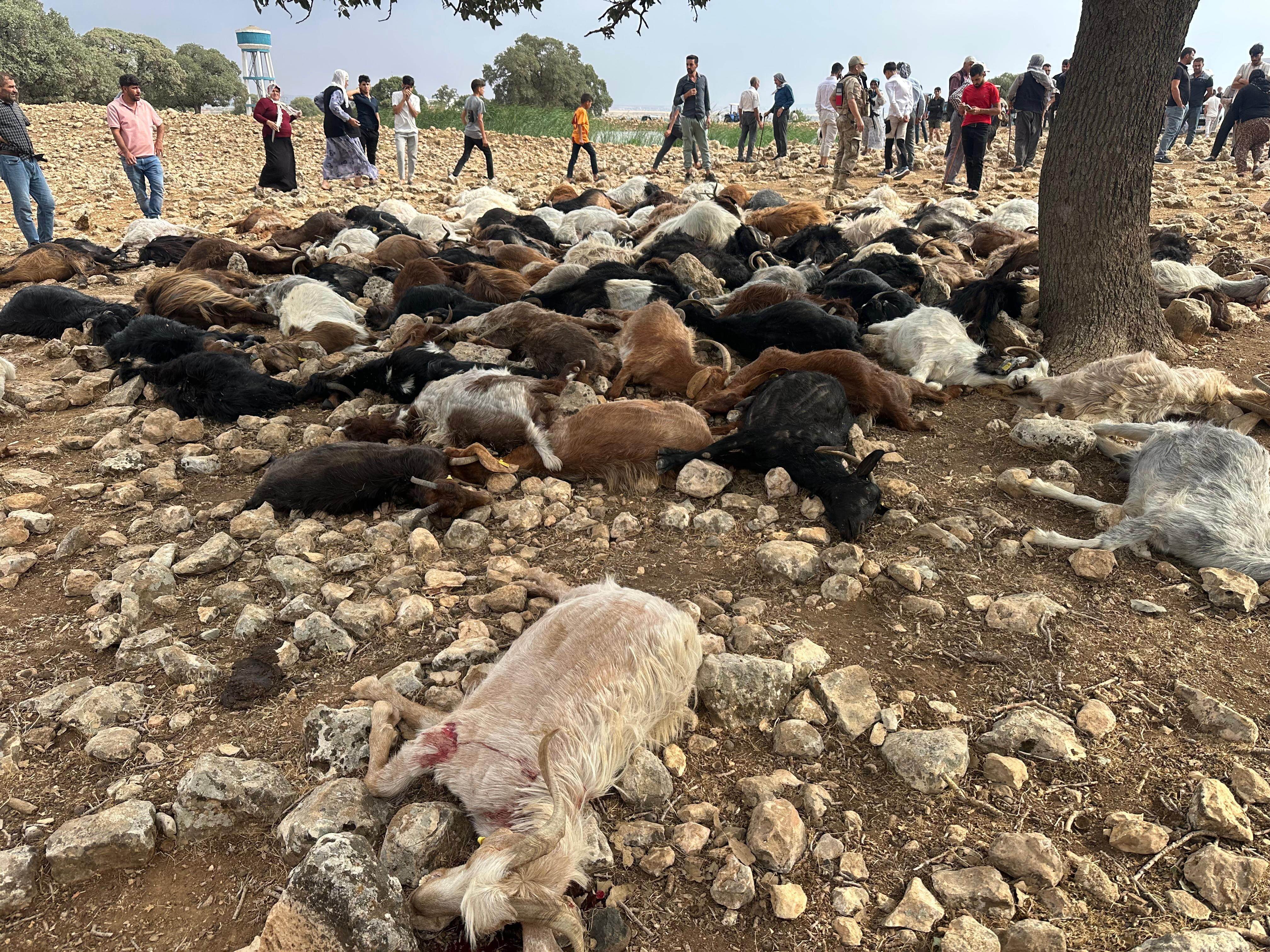 Şırnak'ta hayvan yetiştiricisi kabusu yaşadı! Yıldırım çarpması sonucu 95 koyun küçükbaş oldu Şırnak'ta hayvan yetiştiricisi kabusu yaşadı! Yıldırım çarpması sonucu 95 koyun küçükbaş oldu - 2. Resim