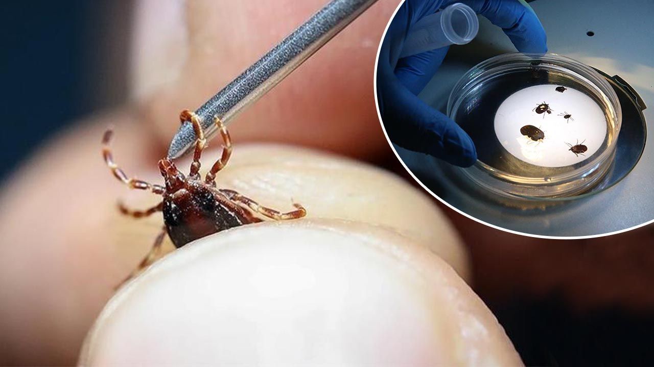 Tokat'ta tespit edilen yeni kene türü 'Haemaphysalis longicornis' ölümcül mü? Sağlık Bakanlığı açıkladı Tokat'ta tespit edilen yeni kene türü 'Haemaphysalis longicornis' ölümcül mü? Sağlık Bakanlığı açıkladı