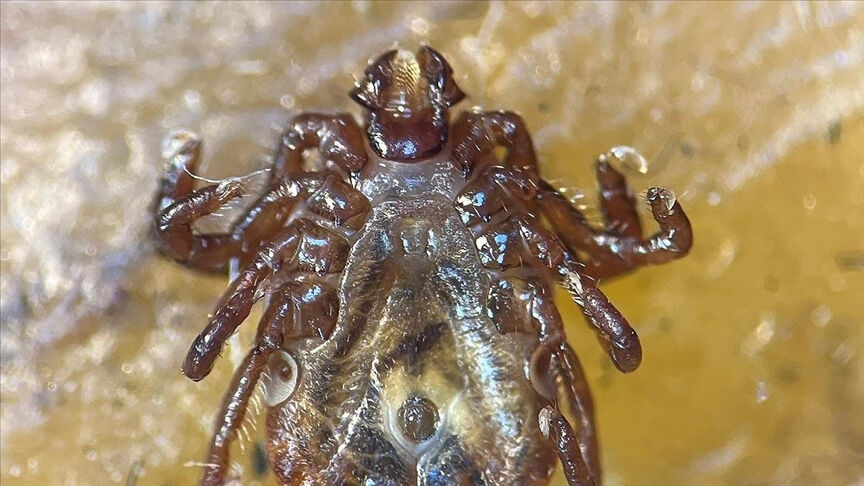 Tokat'ta tespit edilen yeni kene türü 'Haemaphysalis longicornis' ölümcül mü? Sağlık Bakanlığı açıkladı - 1. Resim