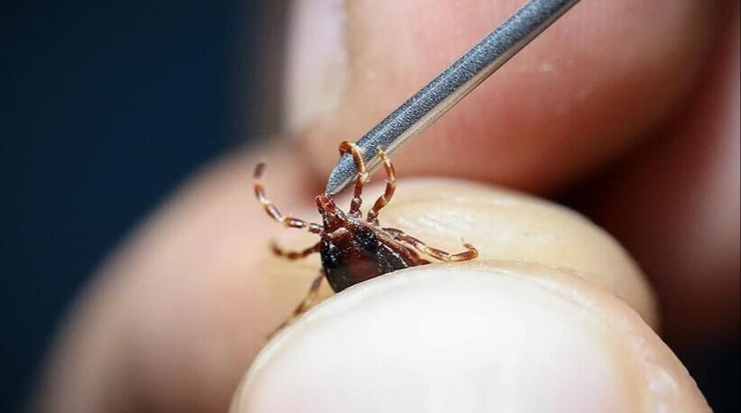 Zehirli kene nasıl anlaşılır? KKKA virüsünün insanlara bulaşma yolları neler? Zehirli kene nasıl anlaşılır? Zehirli kene ısırmasının belirtileri neler? - 2. Resim