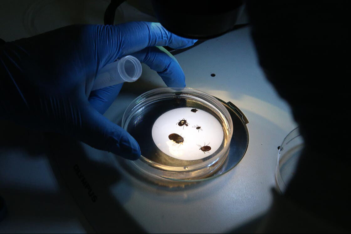 Zehirli kene nasıl anlaşılır? KKKA virüsünün insanlara bulaşma yolları neler? Zehirli kene nasıl anlaşılır? Zehirli kene ısırmasının belirtileri neler? - 3. Resim