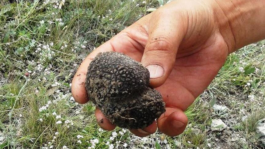 79 ton üretildi! Ülke ekonomisine 650 milyon lira katkı sağladı 79 ton üretildi! Ülke ekonomisine 650 milyon lira katkı sağladı - 1. Resim