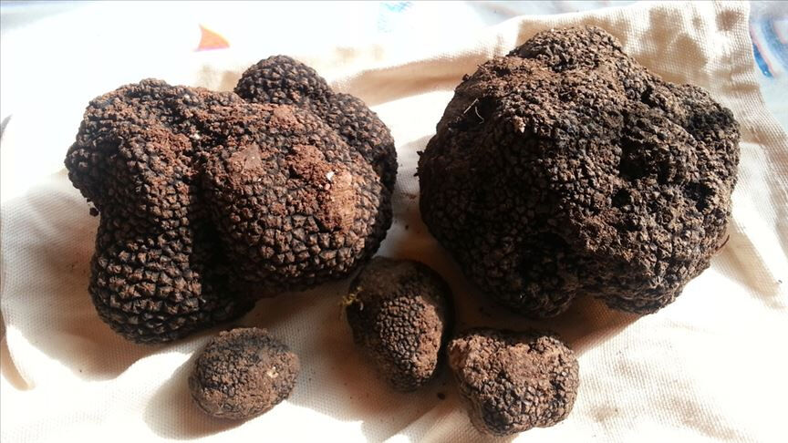 79 ton üretildi! Ülke ekonomisine 650 milyon lira katkı sağladı 79 ton üretildi! Ülke ekonomisine 650 milyon lira katkı sağladı - 2. Resim