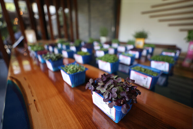 Antalya'dan dünyaya... Hem yenilebiliyor hem tabakları süslüyor! 40 çeşidi var - 1. Resim