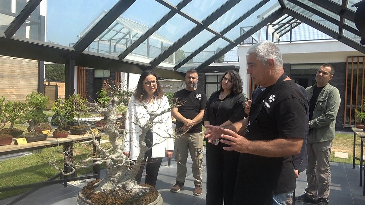 En küçük ağaç hasat edildi! Bonsai müzesinin meyveleri törenle toplandı - 3. Resim