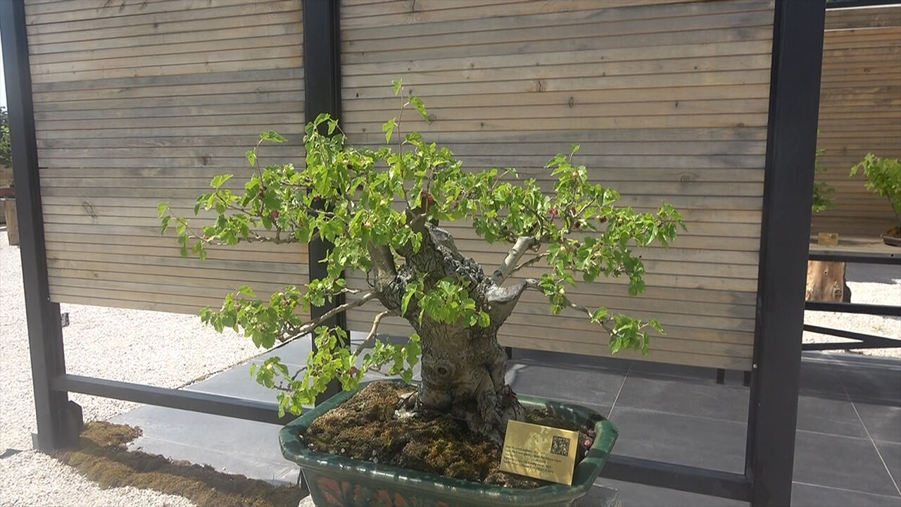En küçük ağaç hasat edildi! Bonsai müzesinin meyveleri törenle toplandı - 1. Resim