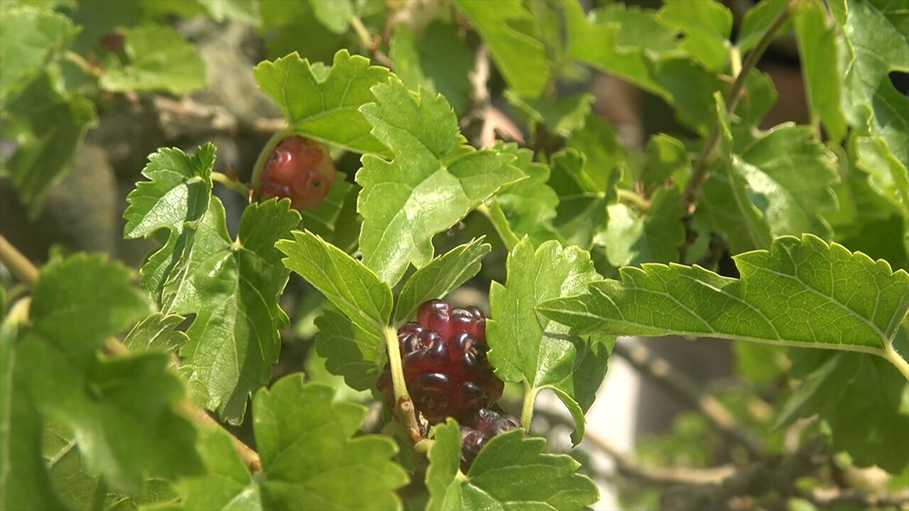 En küçük ağaç hasat edildi! Bonsai müzesinin meyveleri törenle toplandı - 4. Resim