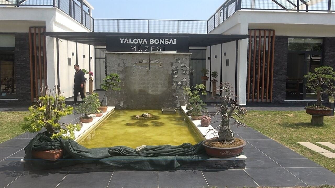 En küçük ağaç hasat edildi! Bonsai müzesinin meyveleri törenle toplandı - 5. Resim