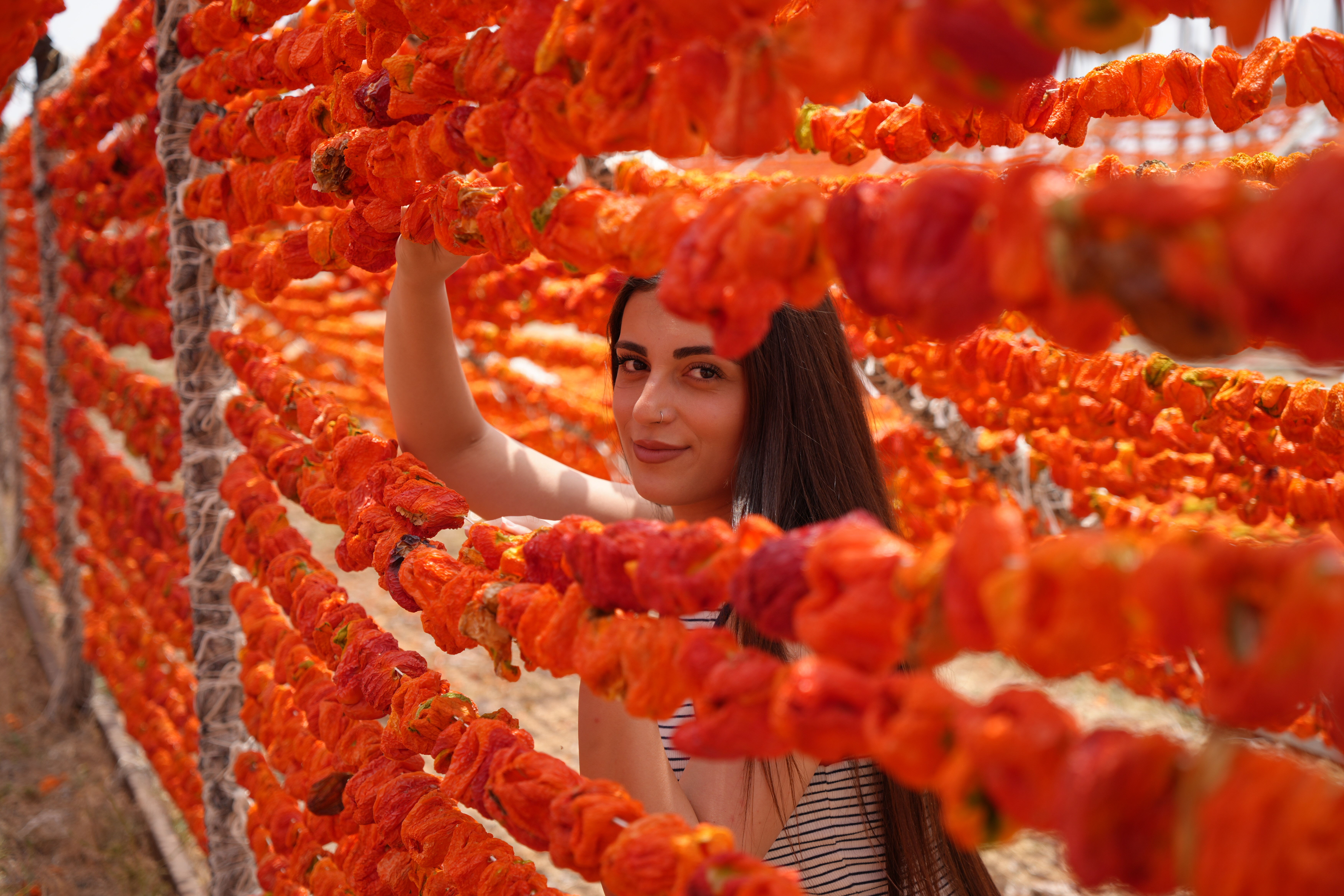 Gaziantep'te sezon başladı! Fiyat 150 liradan başlıyor, 9 ülkeye satılıyor Gaziantep'te sezon başladı! Fiyat 150 liradan başlıyor, 9 ülkeye satılıyor - 4. Resim