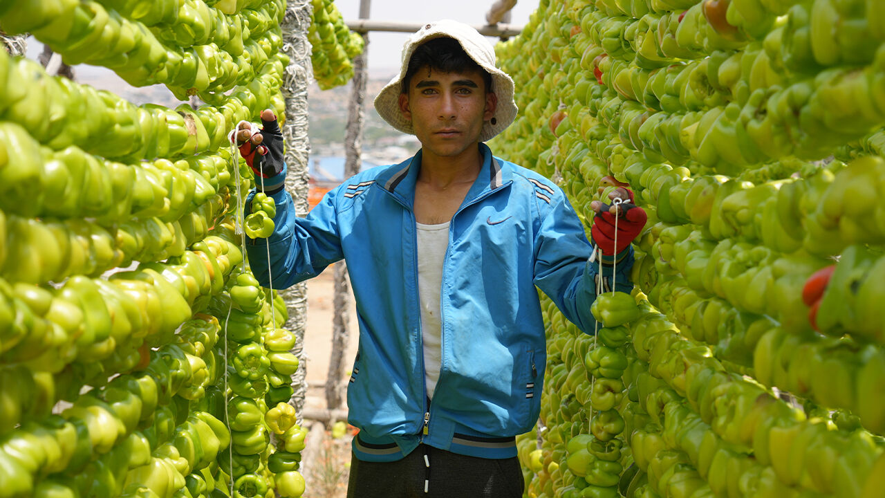 Gaziantep'te sezon başladı! Fiyat 150 liradan başlıyor, 9 ülkeye satılıyor Gaziantep'te sezon başladı! Fiyat 150 liradan başlıyor, 9 ülkeye satılıyor - 3. Resim