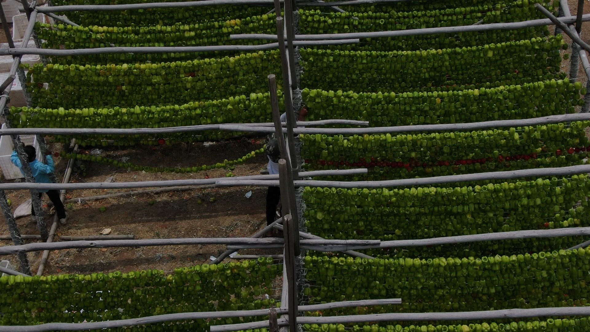 Gaziantep'te sezon başladı! Fiyat 150 liradan başlıyor, 9 ülkeye satılıyor Gaziantep'te sezon başladı! Fiyat 150 liradan başlıyor, 9 ülkeye satılıyor - 1. Resim