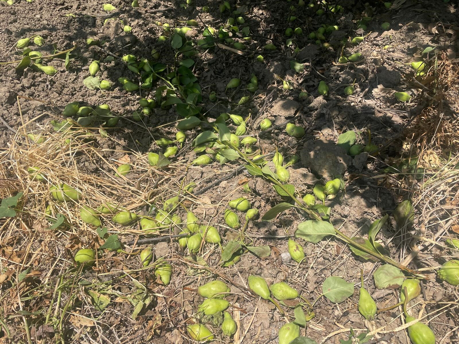 Hasat öncesi kritik çalışma! Tonlarca armut ve şeftaliyi koparıp yere atıyorlar, işte nedeni Hasat öncesi kritik çalışma! Tonlarca armut ve şeftaliyi koparıp yere atıyorlar, işte nedeni - 3. Resim