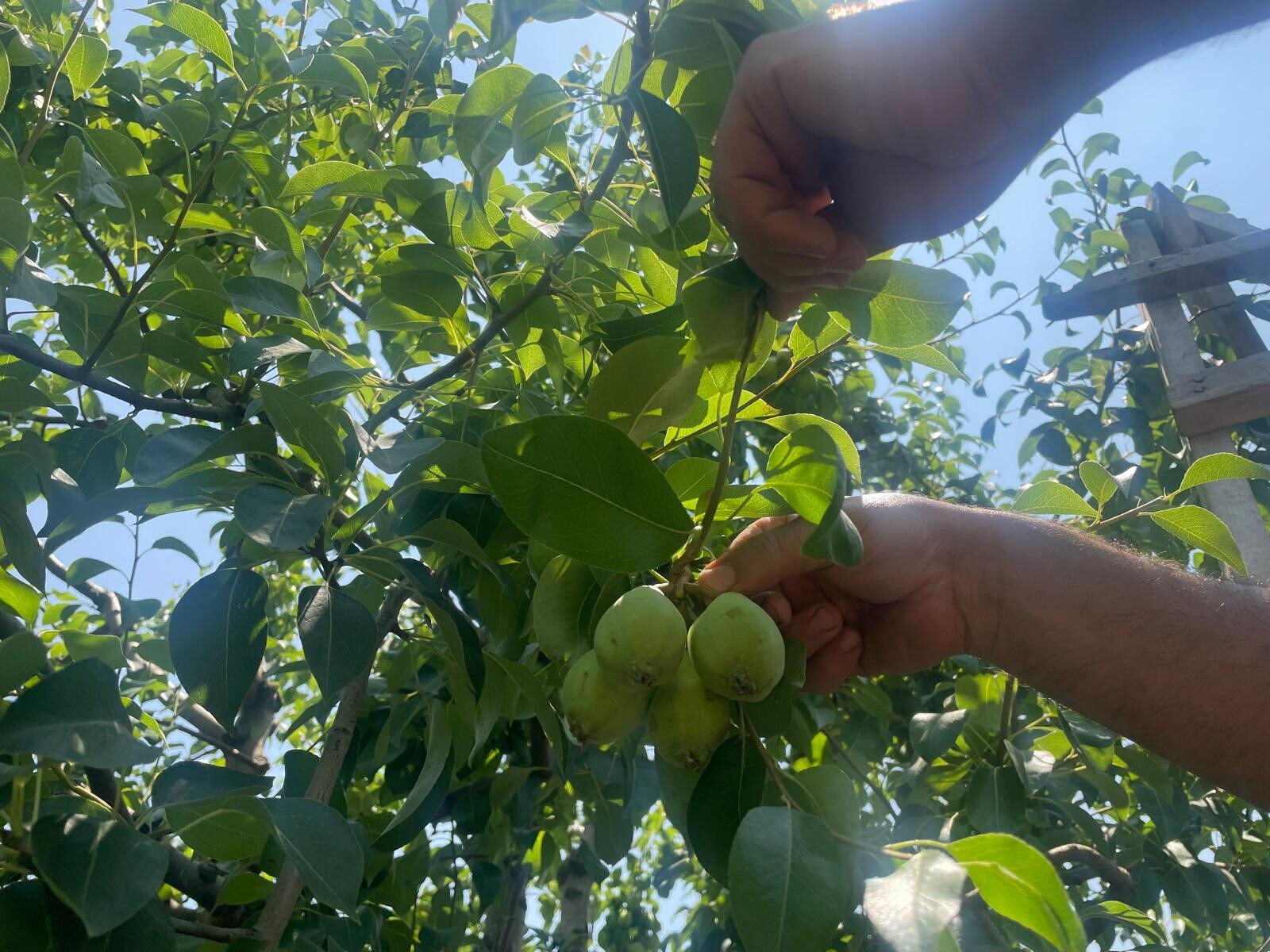 Hasat öncesi kritik çalışma! Tonlarca armut ve şeftaliyi koparıp yere atıyorlar, işte nedeni Hasat öncesi kritik çalışma! Tonlarca armut ve şeftaliyi koparıp yere atıyorlar, işte nedeni - 2. Resim