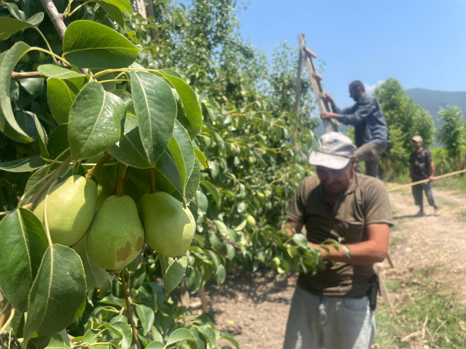 Hasat öncesi kritik çalışma! Tonlarca armut ve şeftaliyi koparıp yere atıyorlar, işte nedeni Hasat öncesi kritik çalışma! Tonlarca armut ve şeftaliyi koparıp yere atıyorlar, işte nedeni - 1. Resim