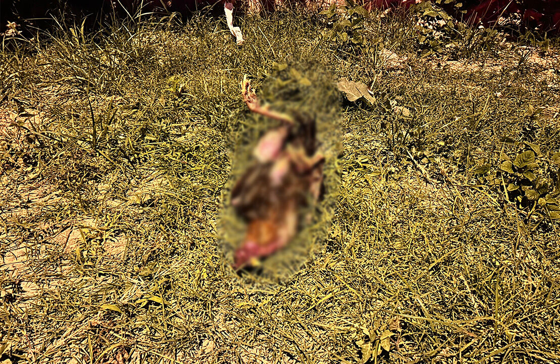 Horoza ilk yardım anları kamerada! Minibüsle otobüs birbirine girdi, kazazede onu düşündü Horoza ilk yardım anları kamerada! Minibüsle otobüs birbirine girdi, kazazede onu düşündü - 1. Resim