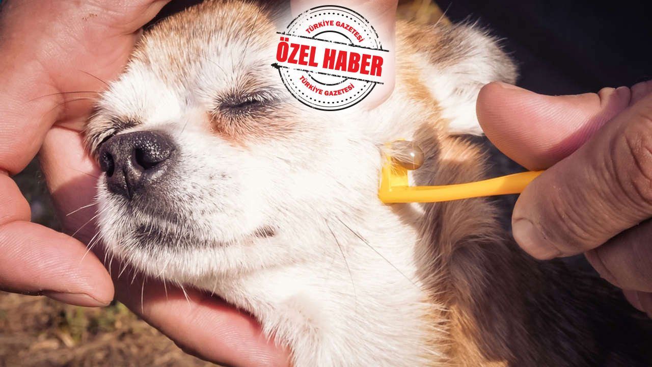 1 köpek onlarcasını taşıyabiliyor! Kuduz çözülmeden şimdi de kene alarmı 1 köpek onlarcasını taşıyabiliyor! Kuduz çözülmeden şimdi de kene alarmı