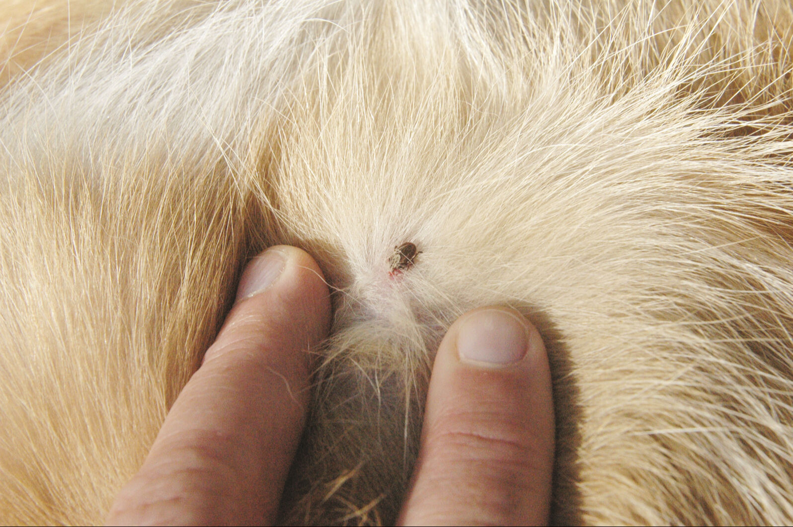 1 köpek onlarcasını taşıyabiliyor! Kuduz çözülmeden şimdi de kene alarmı 1 köpek onlarcasını taşıyabiliyor! Kuduz çözülmeden şimdi de kene alarmı - 1. Resim