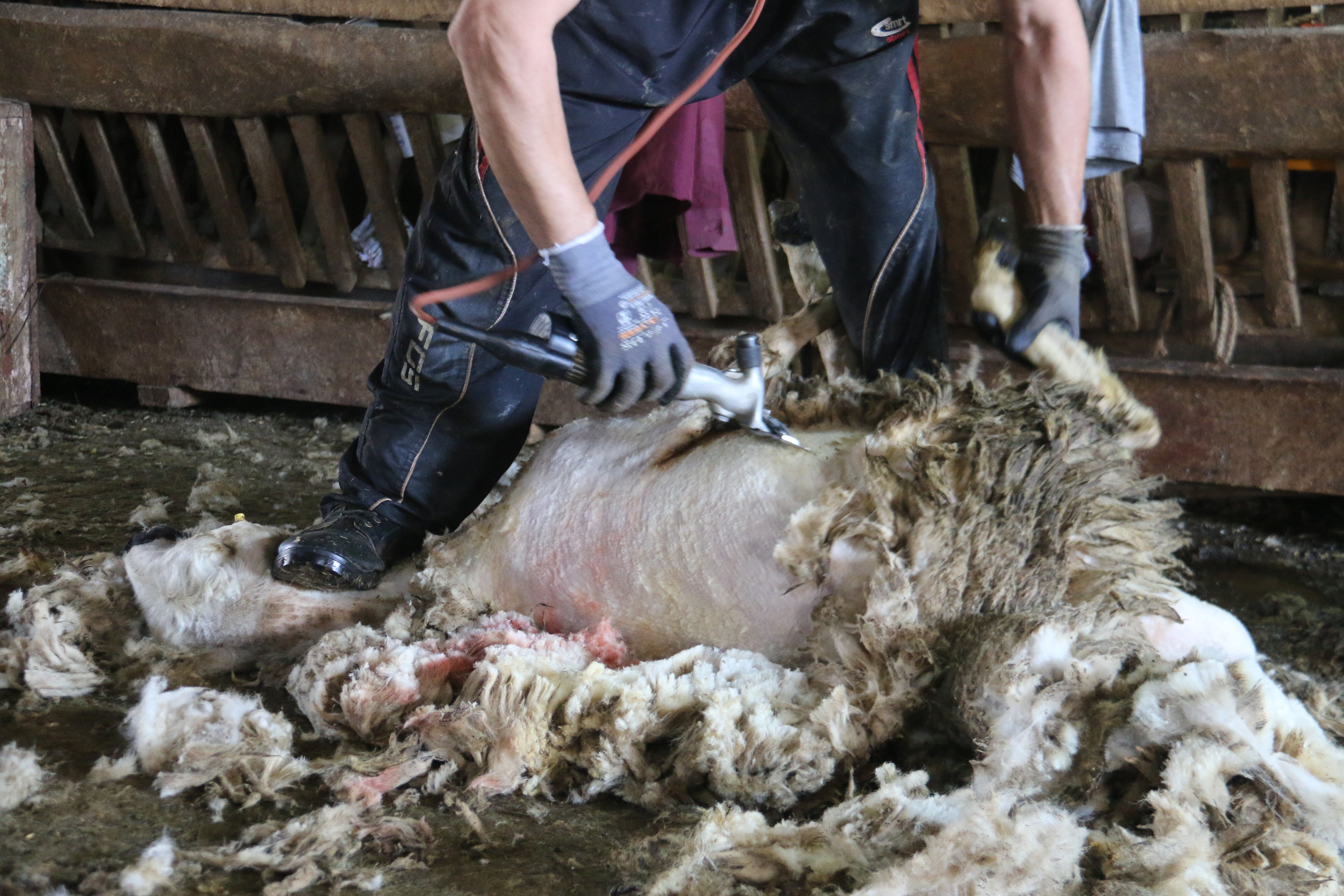 1 yılda büyüyor, 1 buçuk dakikada kırkılıyor! Çetin mesai başladı - 2. Resim