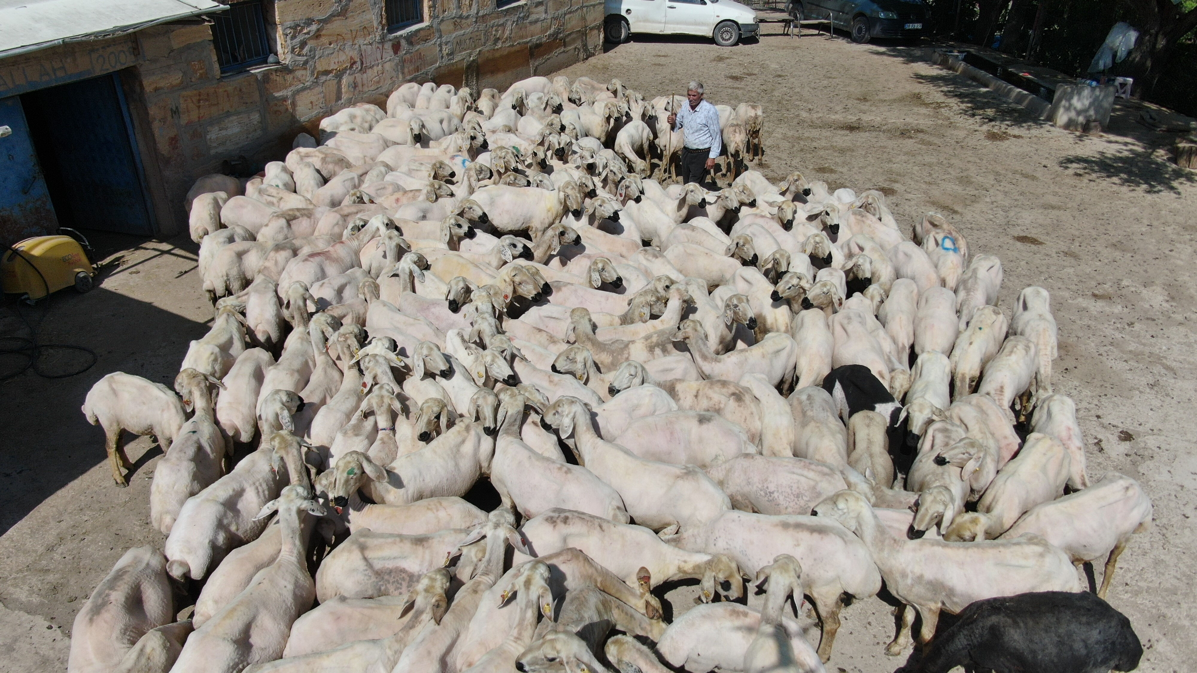 1 yılda büyüyor, 1 buçuk dakikada kırkılıyor! Çetin mesai başladı - 1. Resim