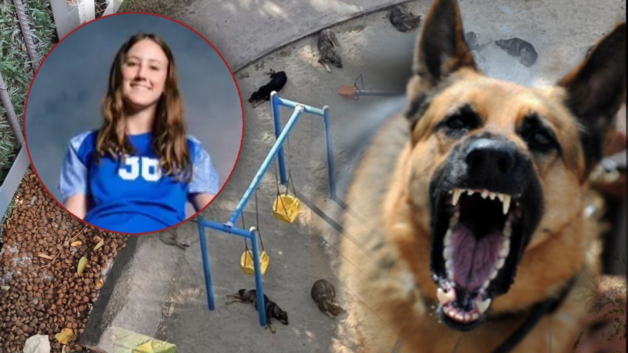 15 yaşındaki hayvansever genç kız başıboş köpekler tarafından parçalandı 15 yaşındaki hayvansever genç kız başıboş köpekler tarafından parçalandı