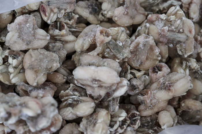 Bacağı 43, kendisi 15 dolar! Türkiye'ye 2025'te 3.7 milyon dolar kazandırdı Bacağı 43, kendisi 15 dolar! Türkiye'ye 2025'te 3.7 milyon dolar kazandırdı - 2. Resim