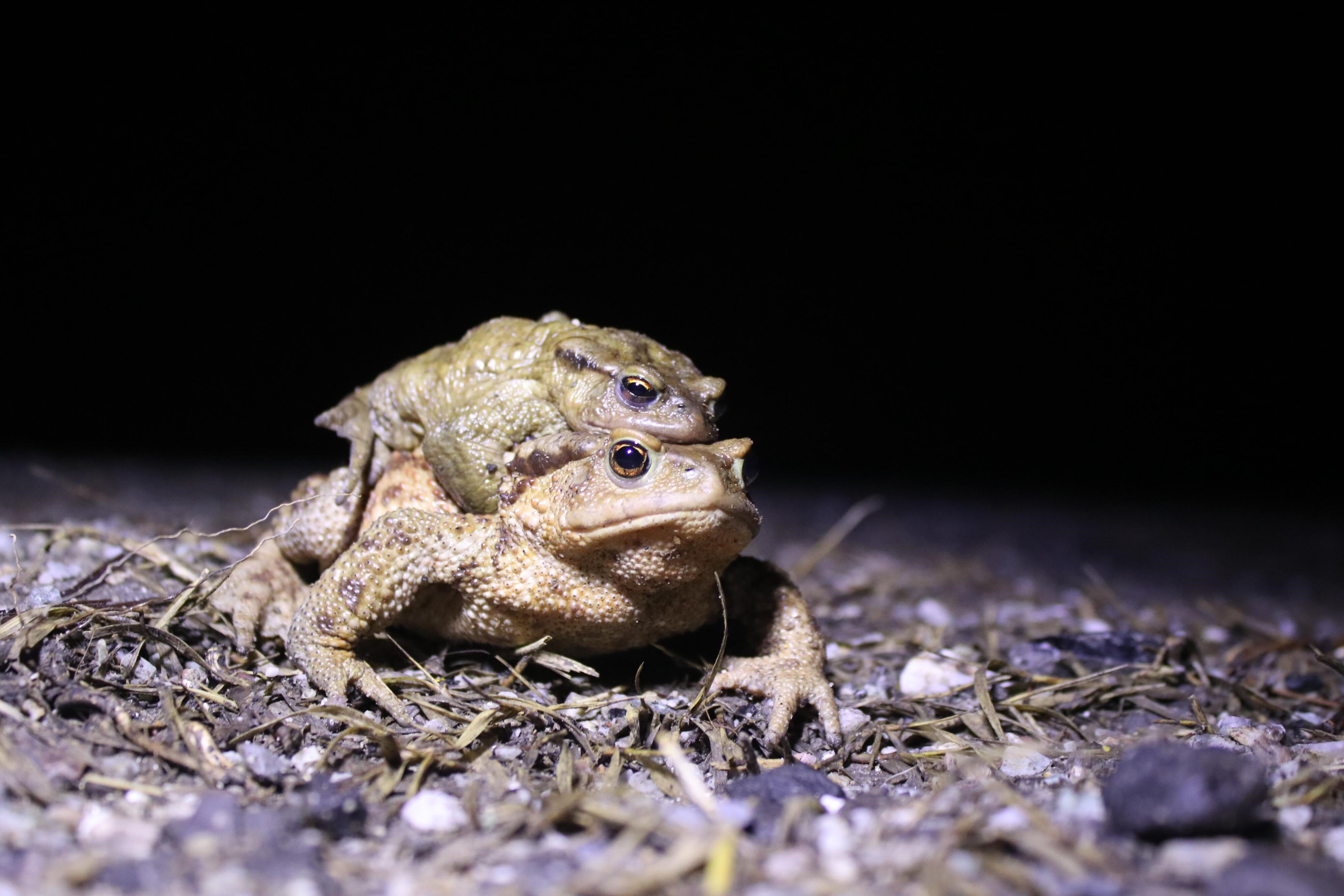 Bacağı 43, kendisi 15 dolar! Türkiye'ye 2025'te 3.7 milyon dolar kazandırdı Bacağı 43, kendisi 15 dolar! Türkiye'ye 2025'te 3.7 milyon dolar kazandırdı - 1. Resim