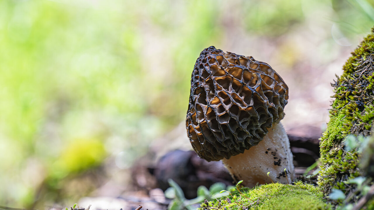 Dağlardan toplayıp satıyorlar! Kilosu 4 bin TL Dağlardan toplayıp satıyorlar! Kilosu 4 bin TL - 2. Resim