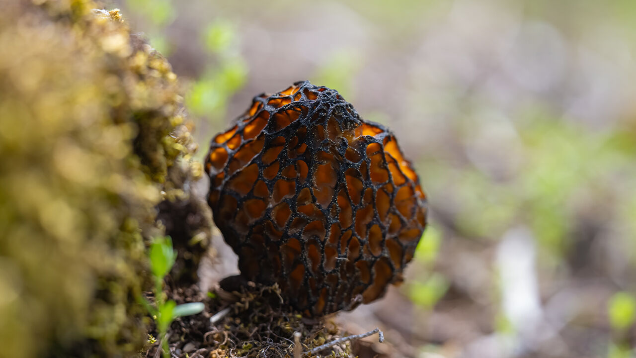 Dağlardan toplayıp satıyorlar! Kilosu 4 bin TL Dağlardan toplayıp satıyorlar! Kilosu 4 bin TL - 4. Resim