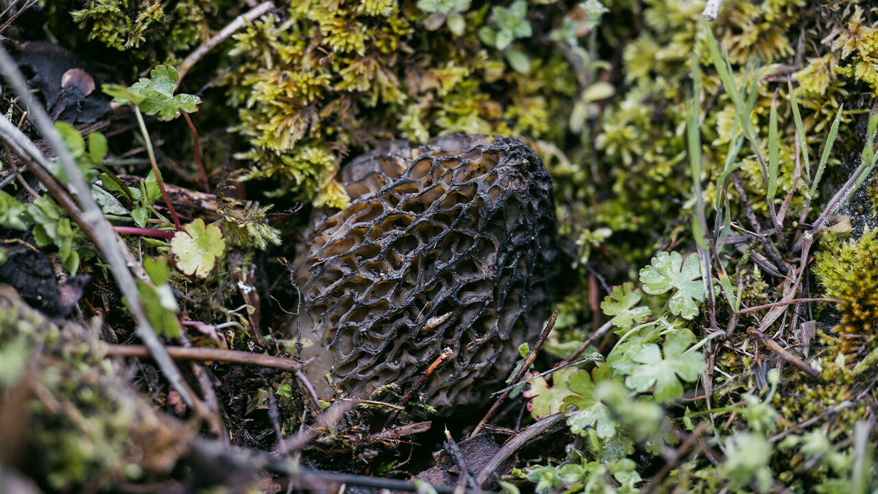Dağlardan toplayıp satıyorlar! Kilosu 4 bin TL Dağlardan toplayıp satıyorlar! Kilosu 4 bin TL - 1. Resim