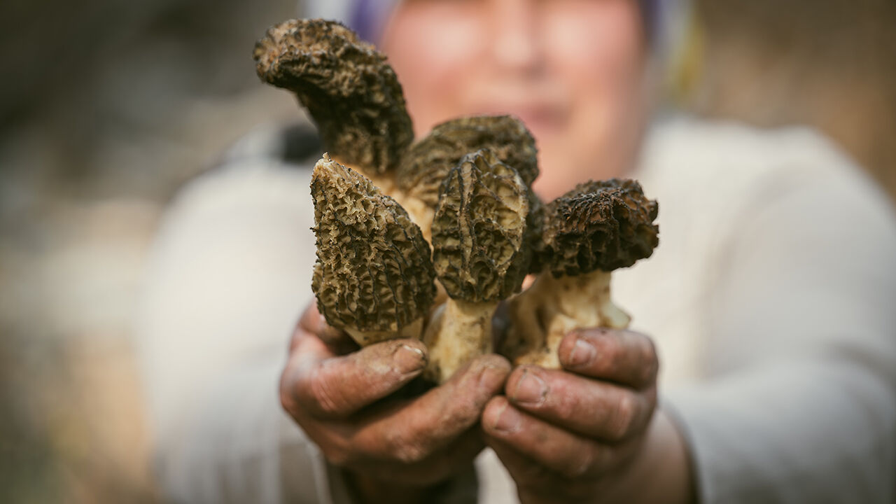Dağlardan toplayıp satıyorlar! Kilosu 4 bin TL Dağlardan toplayıp satıyorlar! Kilosu 4 bin TL - 3. Resim