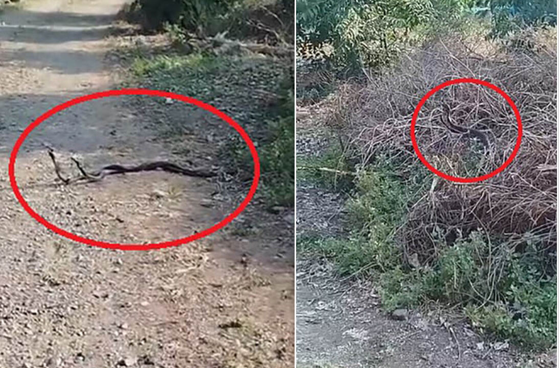 Dans ederek bahçesine girdiler, 'elleme' diyerek seyrettiler Dans ederek bahçesine girdiler, 'elleme' diyerek seyrettiler - 1. Resim