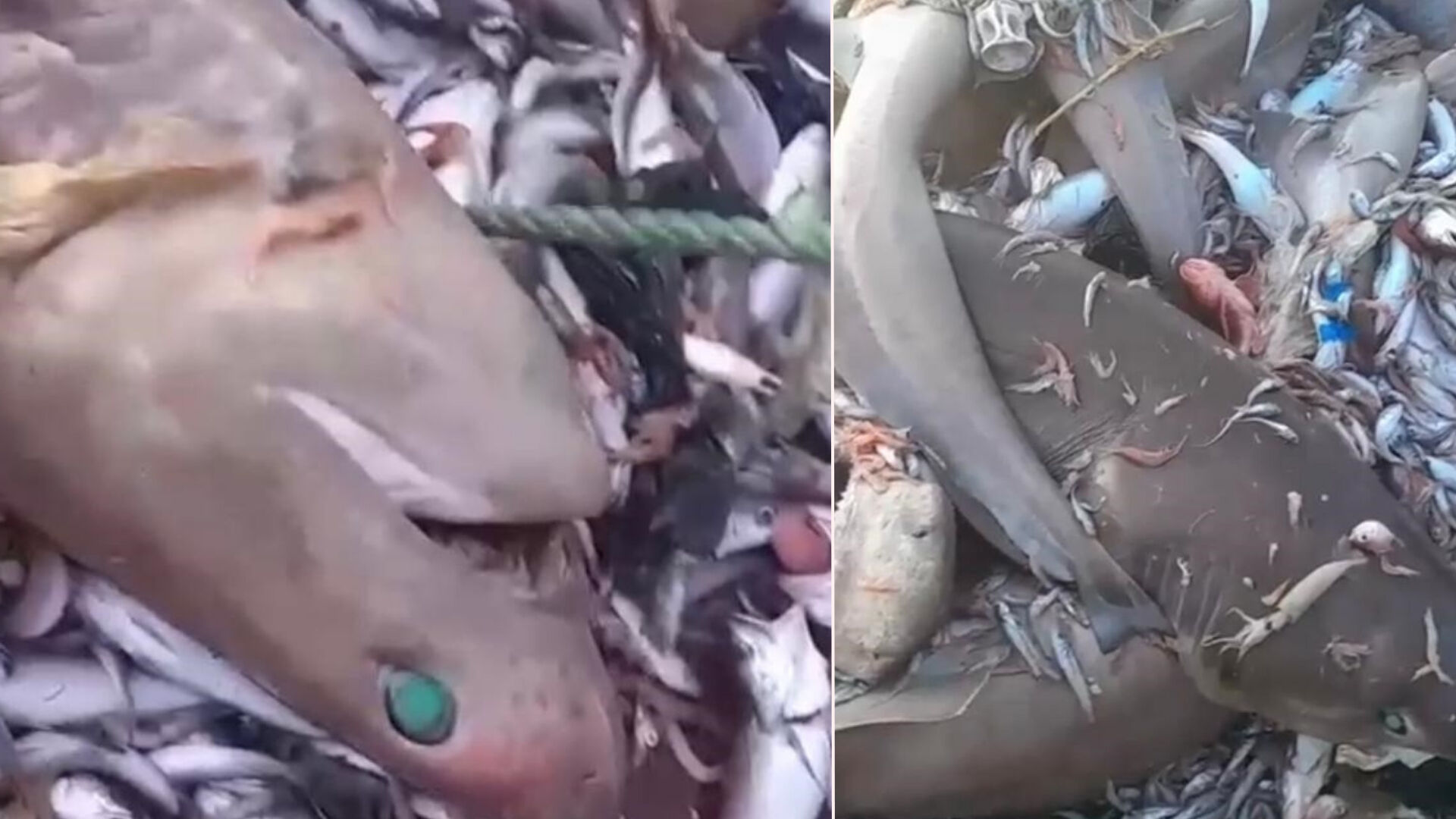 Akdeniz sahillerinde 'tarihte görülmemiş' olay! 8'i de aynı anda ortaya çıktı:  Mersin sahillerinde 'tarihte görülmemiş' olay! 8'i de aynı anda görüldü: