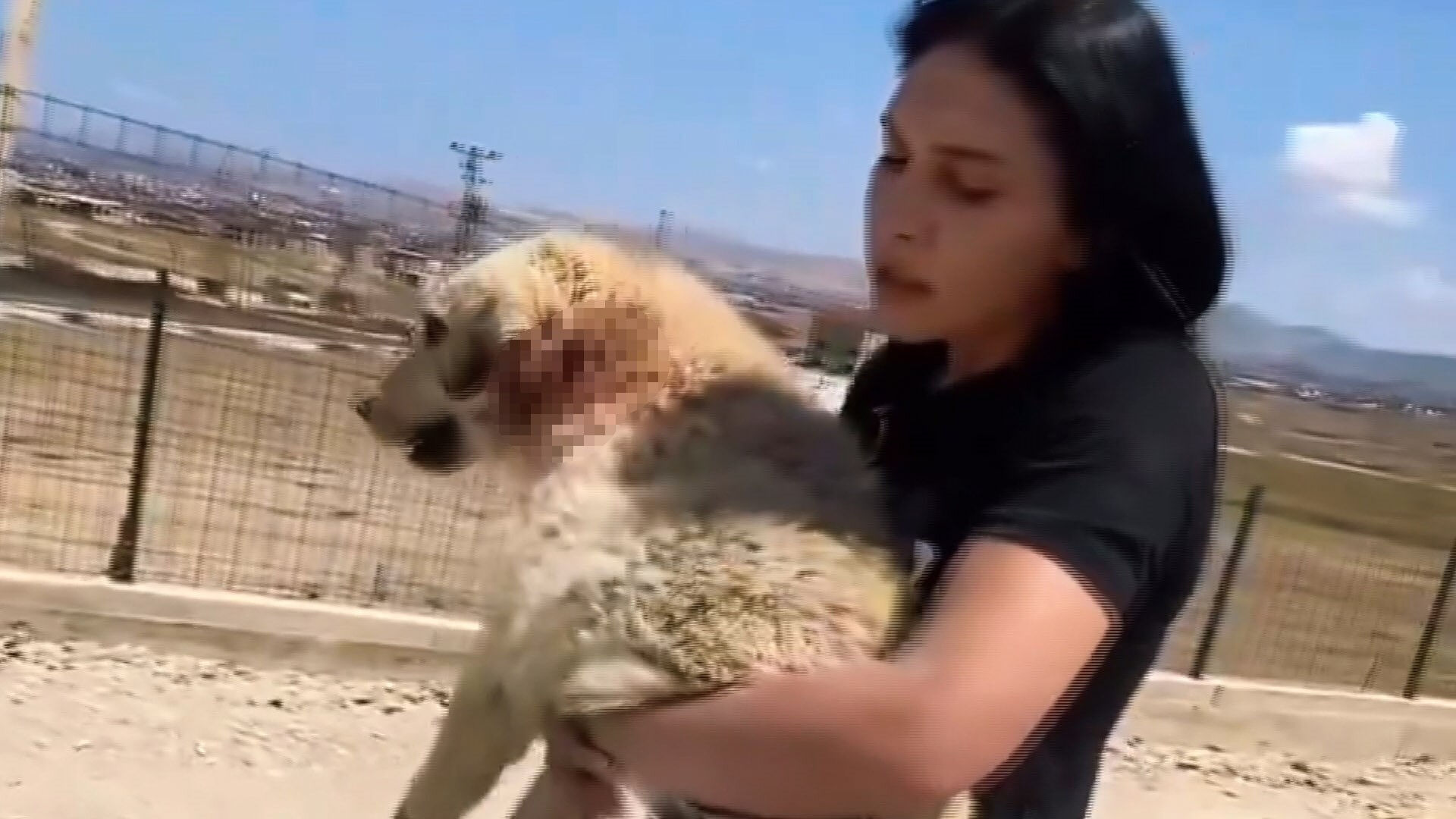 Van'dan korkunç görüntüler geldi! Personel yetmedi, onlarca köpek birbirine saldırdı Van'dan korkunç görüntüler geldi! Personel yetmedi, onlarca köpek birbirine saldırdı - 1. Resim