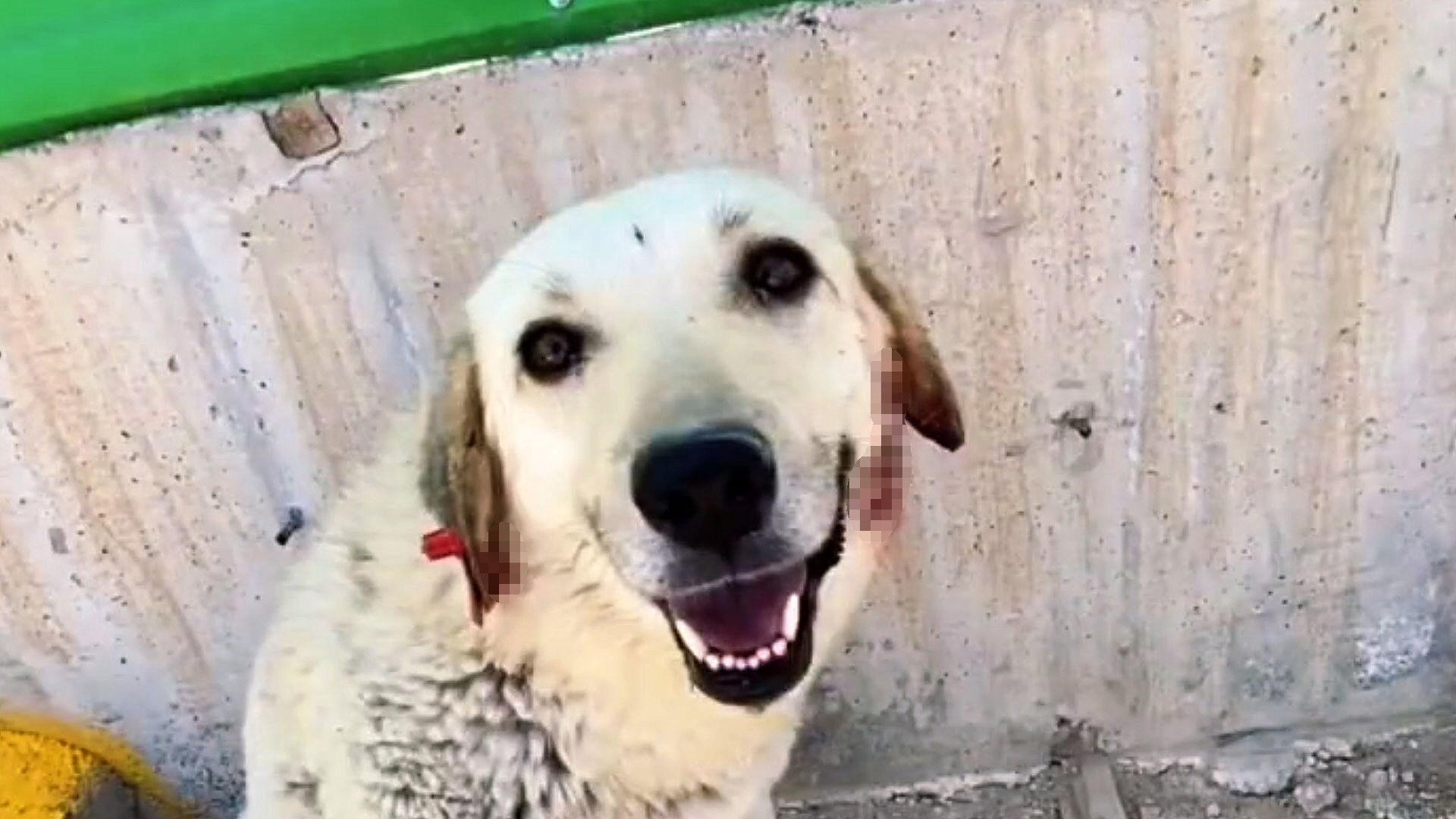 Van'dan korkunç görüntüler geldi! Personel yetmedi, onlarca köpek birbirine saldırdı Van'dan korkunç görüntüler geldi! Personel yetmedi, onlarca köpek birbirine saldırdı - 2. Resim