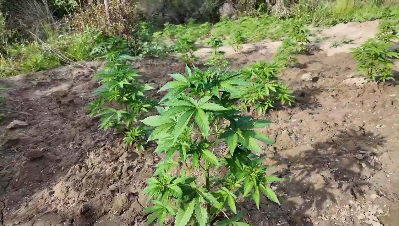 Diyarbakır'da büyük operasyon! 12 milyon 389 bin kök kenevir ve skunk ele geçirildi - 1. Resim